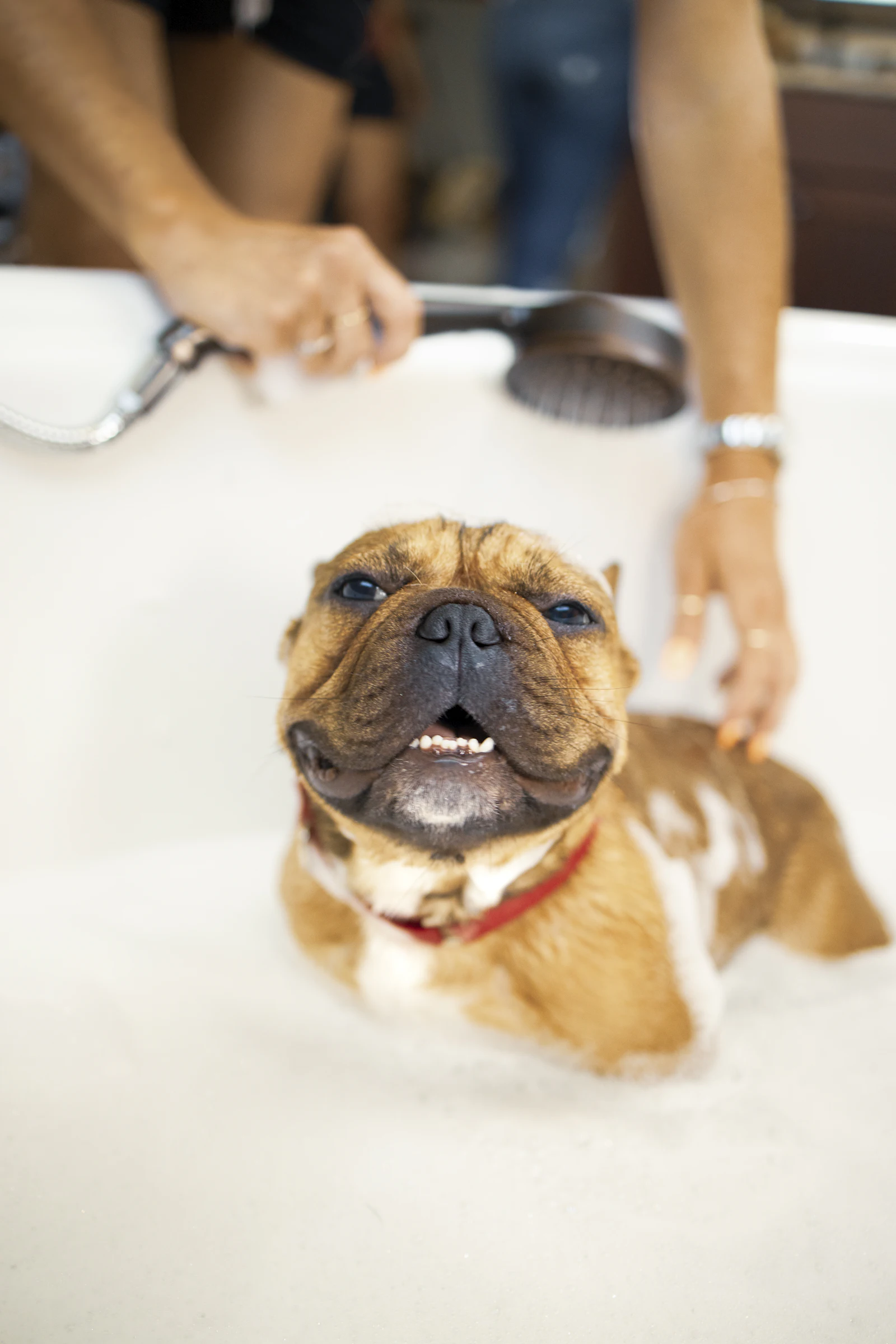 Baño y secado en Huellas Peluquería Canina