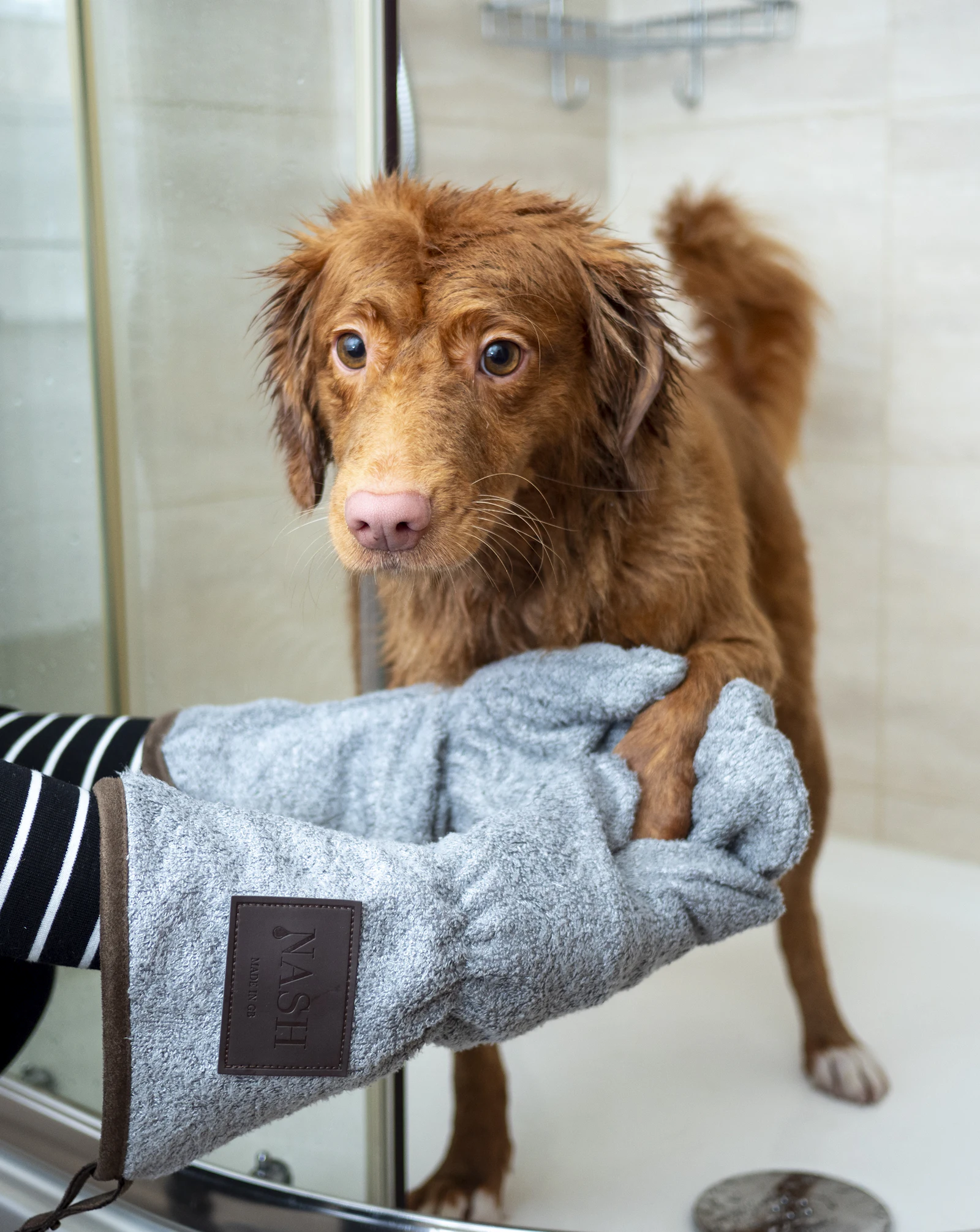 Huellas Peluquería Canina, Socuéllamos