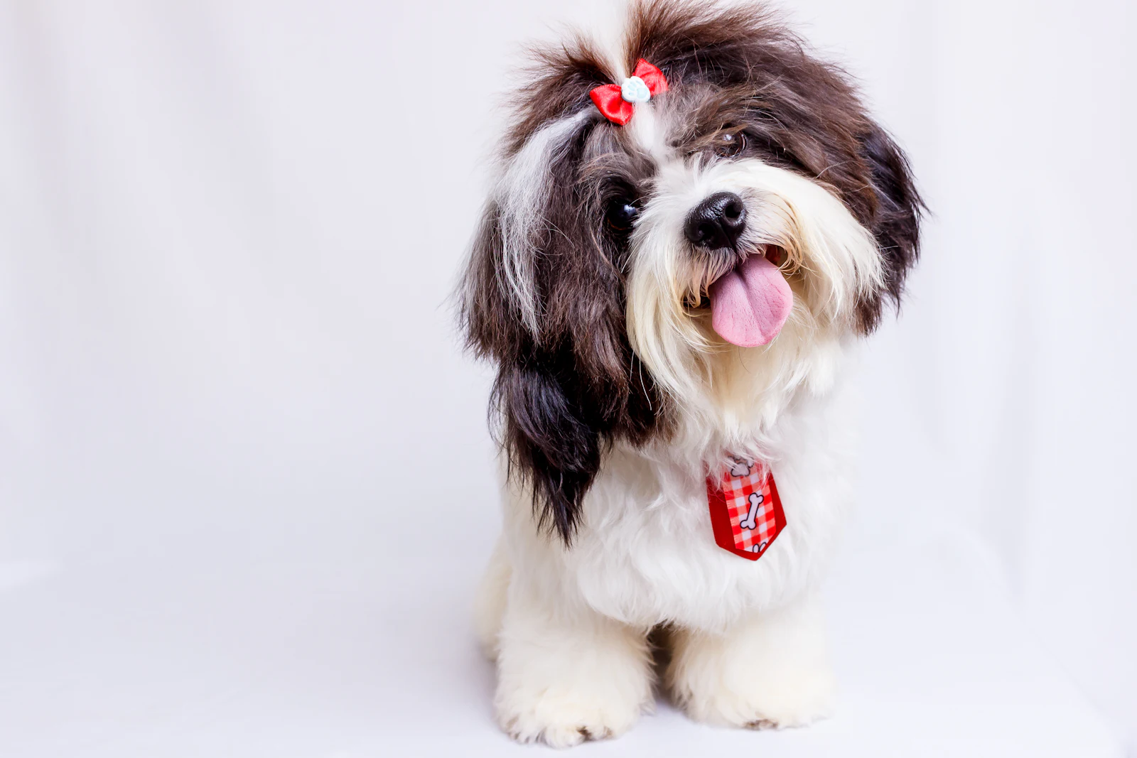 Huellas Peluquería Canina, Socuéllamos