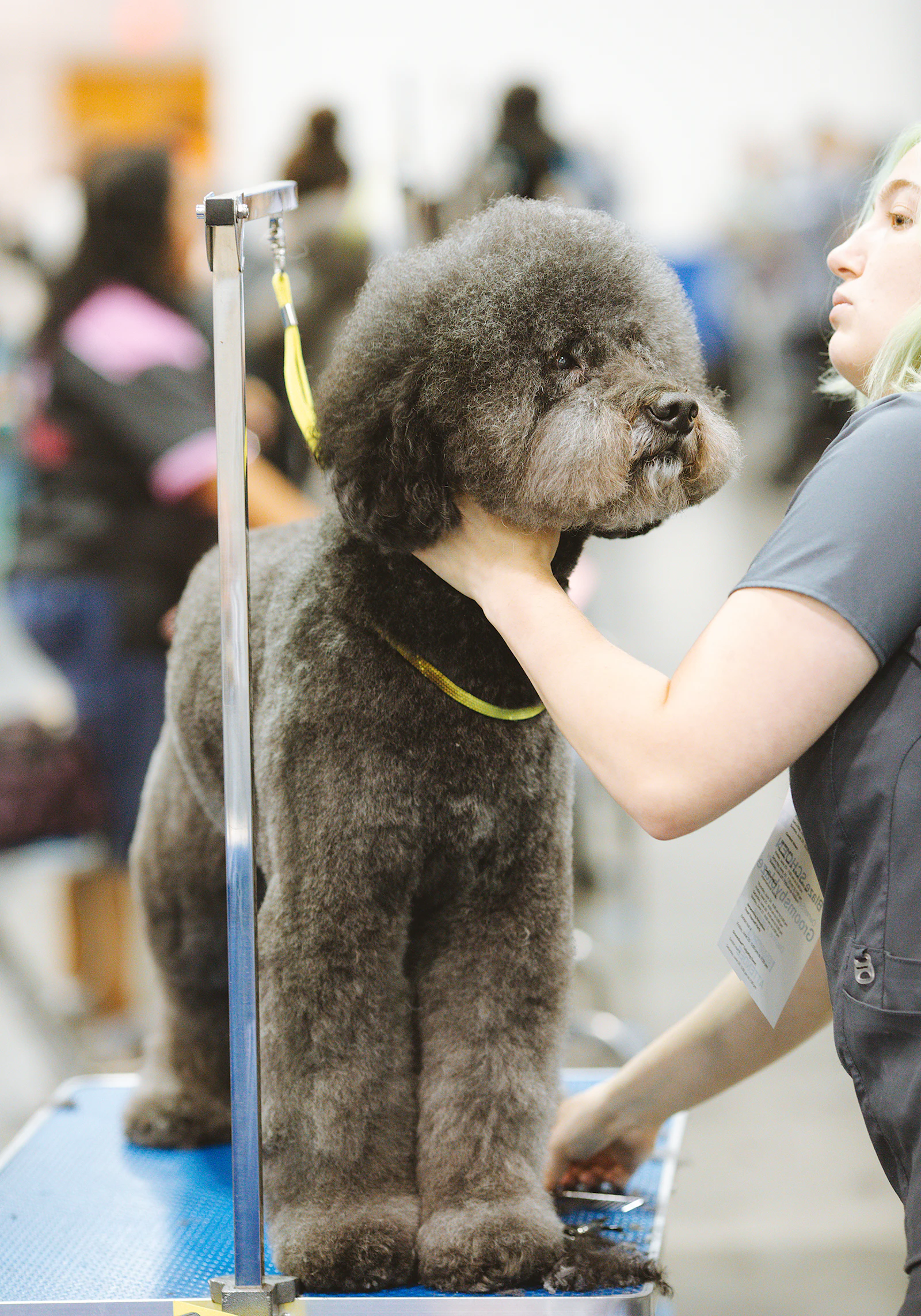 Corte y arreglo en Huellas Peluquería Canina