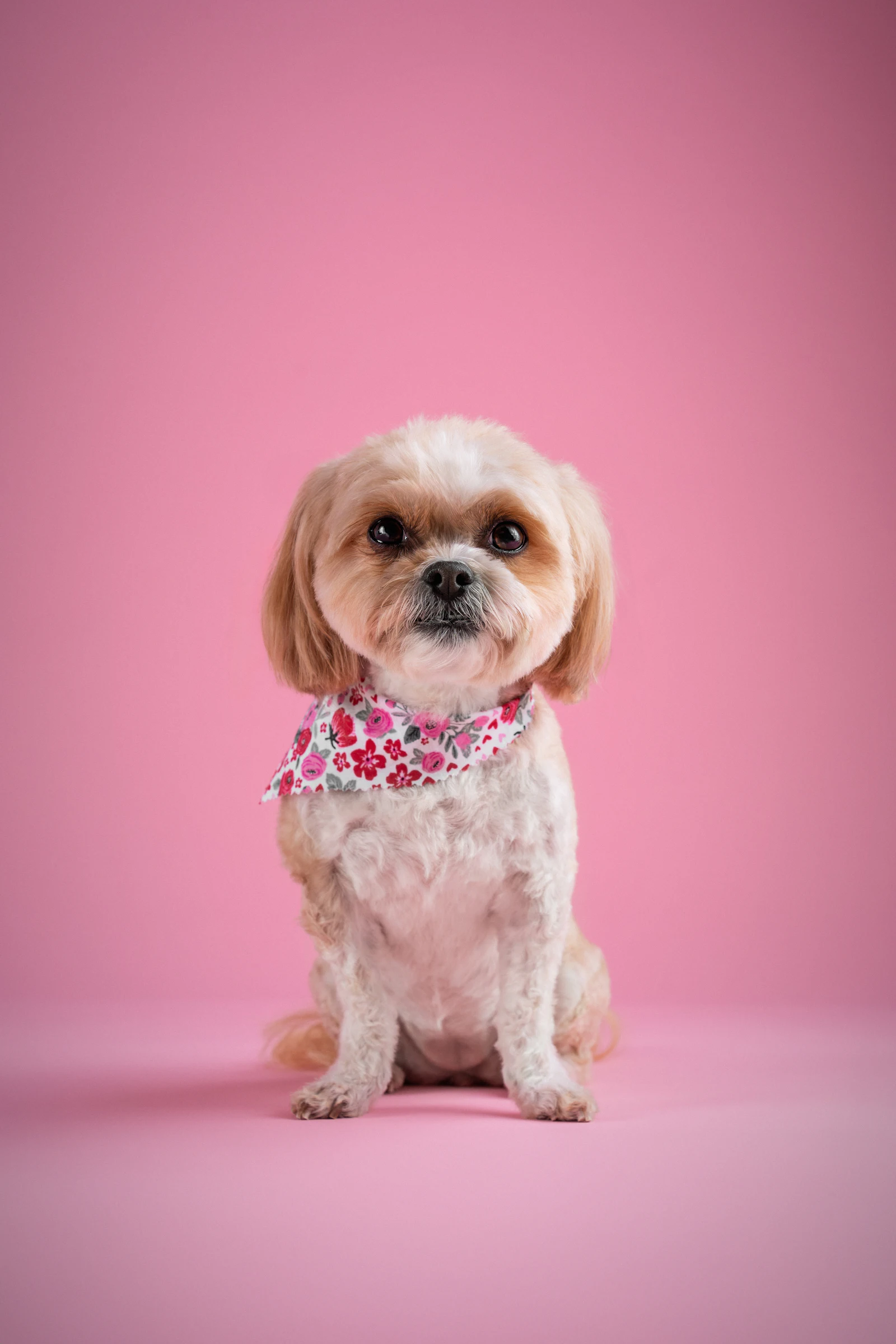 Huellas Peluquería Canina, Socuéllamos
