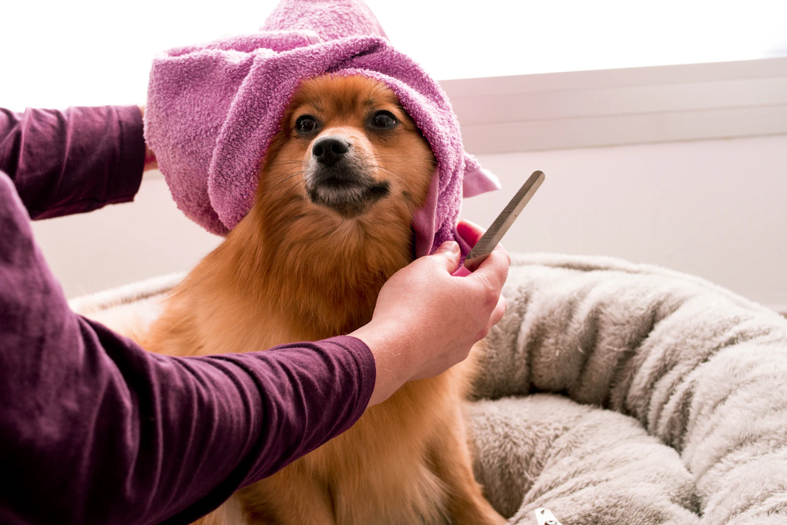 Peluquería canina Huellas Peluquería Canina en Socuéllamos